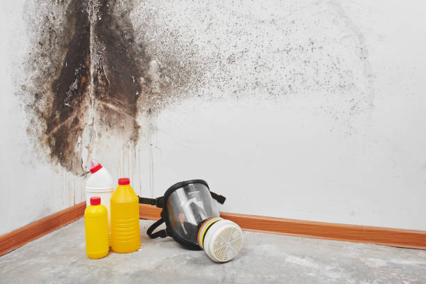 Best Fast Mold Removal  in Hudson, NC