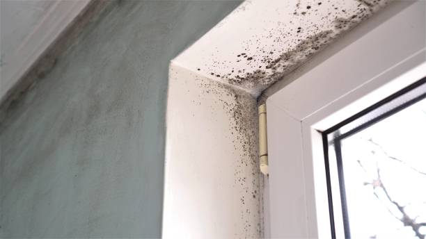  Hudson, NC Mold Removal Pros