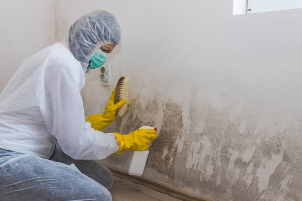Best Affordable Mold Removal  in Hudson, NC