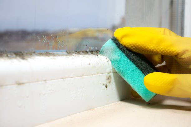 Best Home Mold Removal  in Hudson, NC