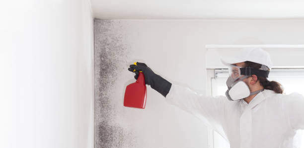 Best Emergency Mold Removal  in Hudson, NC