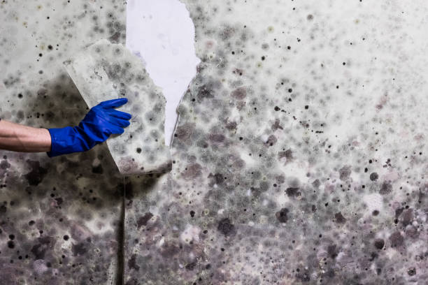 Best Crawl Space Mold Removal  in Hudson, NC