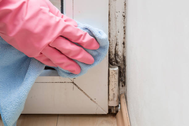 Best Mold Removal Process  in Hudson, NC